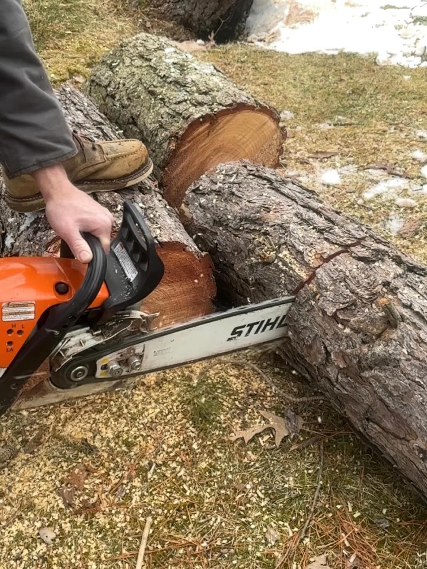 Stihl chainsaw cutting a felled log during a tree removal job in Margate, NJ